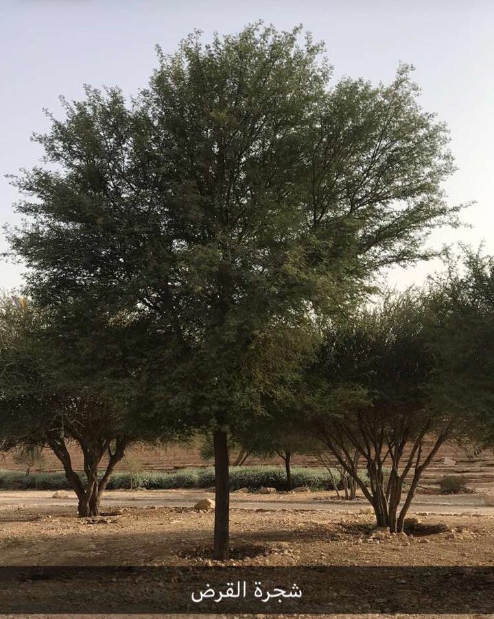 اشجار صحراوية