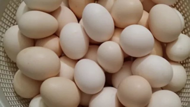 افضل بيض بلدي للبيع في الرياض متوفرين باشهر مكانين
